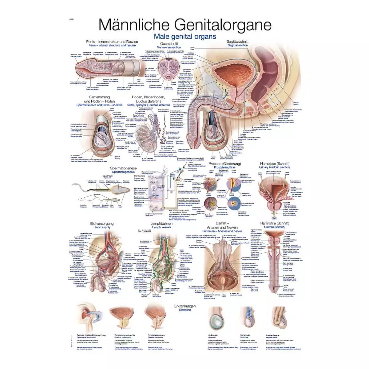 Erler-Zimmer Lehrtafel – Männliche Genitalorgane