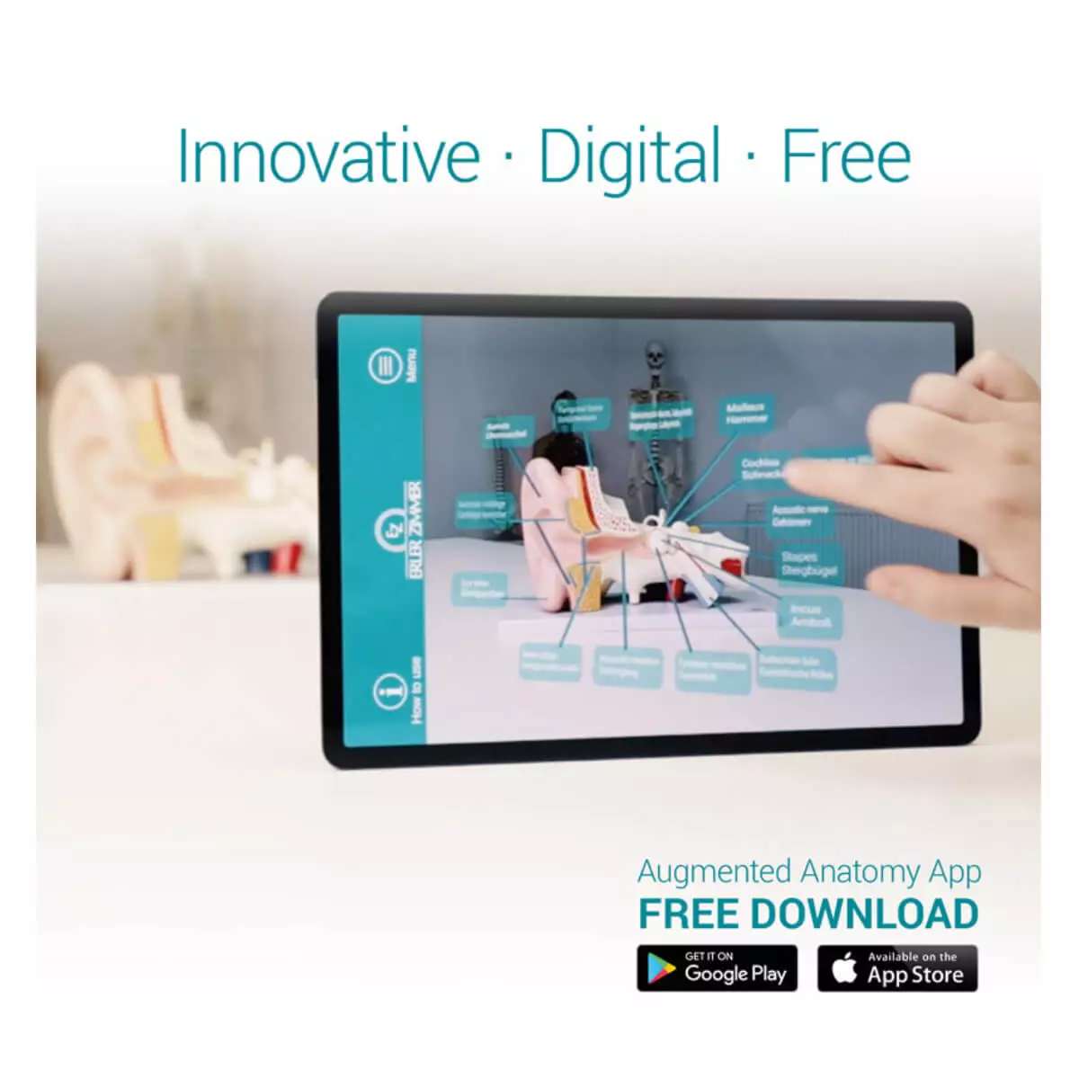 Erler-Zimmer Modell Schultergelenk mit Muskulatur für EZ Augmented Anatomy Lern App