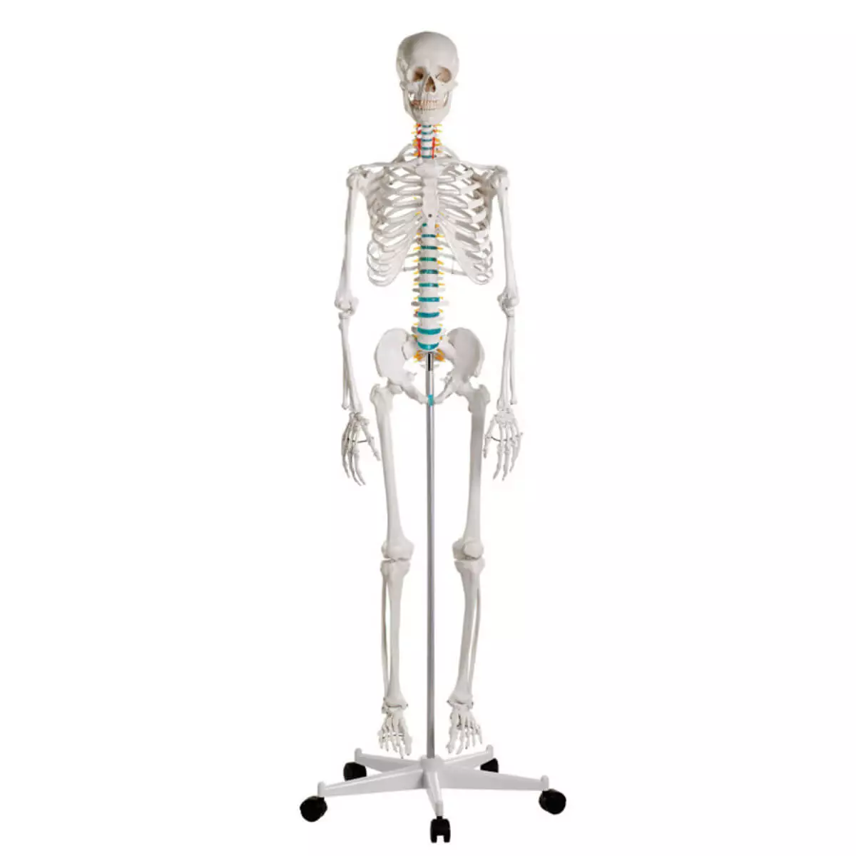 Erler-Zimmer Schulskelett „Oscar“