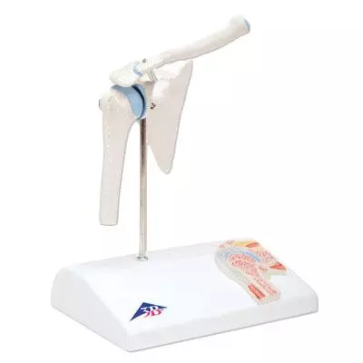 3B Scientific Mini-Modell Schultergelenk
