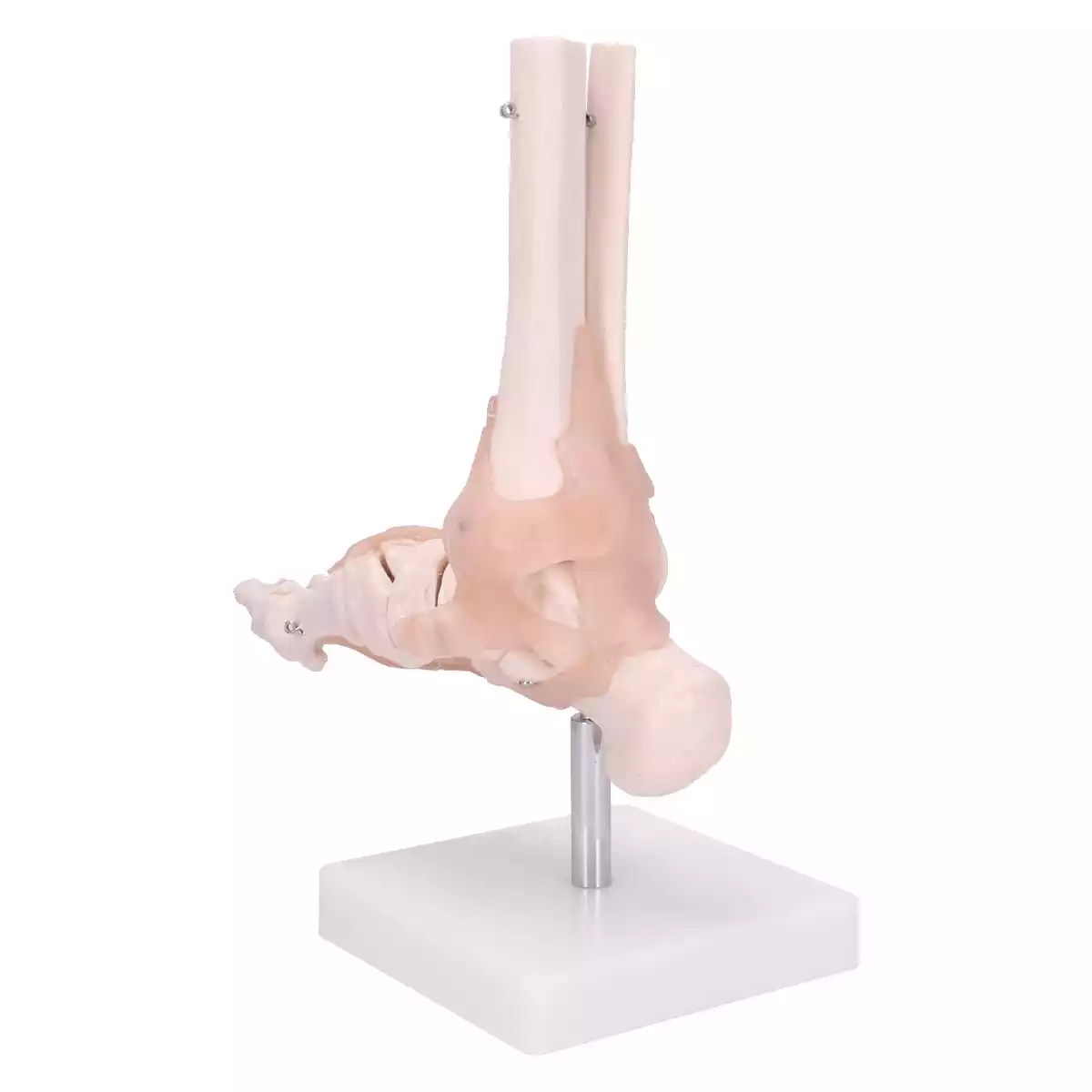 Dr. No Modell Anatomisches Fuß-Skelett