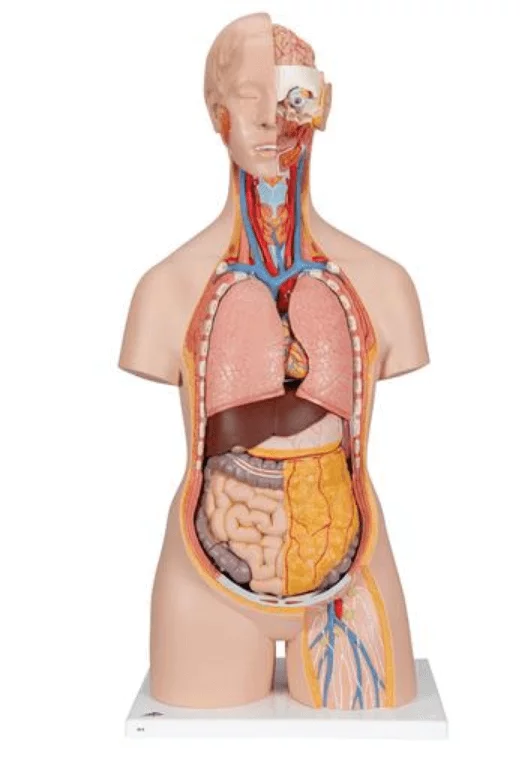 3B Scientific Modell Klassik-Torso mit geöffnetem Rücken