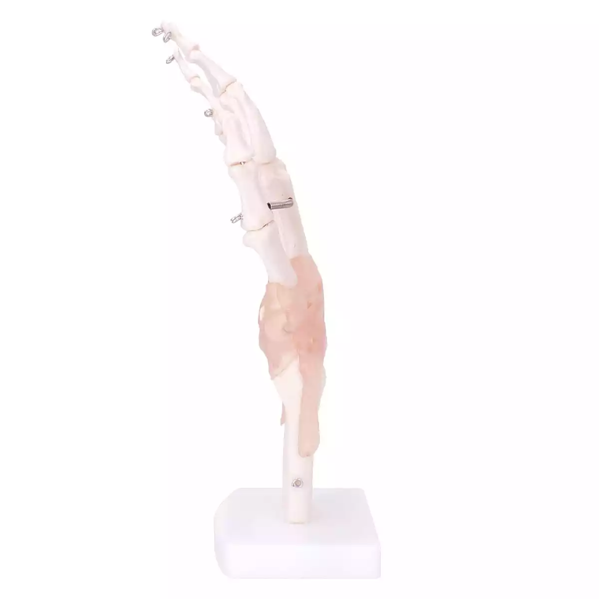 HeineScientific Modell Anatomisches Hand-Skelett