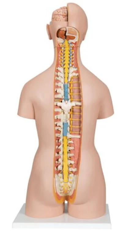 3B Scientific Modell Klassik-Torso mit geöffnetem Rücken