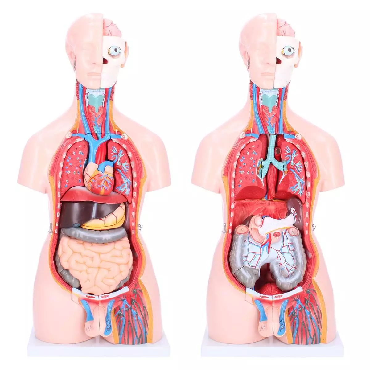 Dr. No Zweigeschlechtlicher Modell-Torso