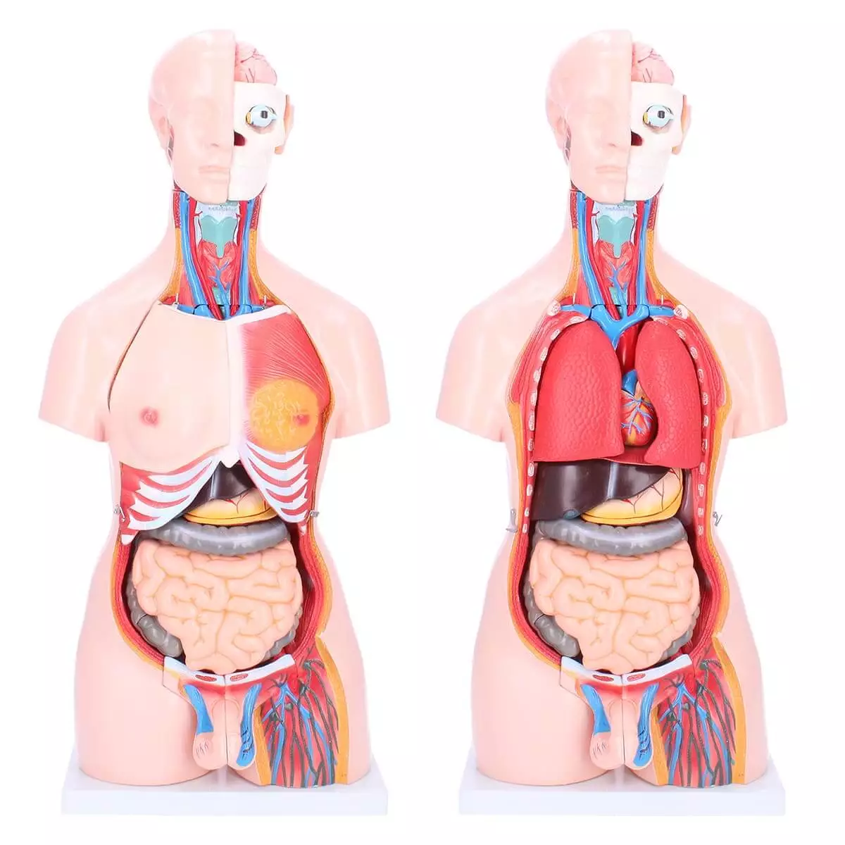 Dr. No Zweigeschlechtlicher Modell-Torso