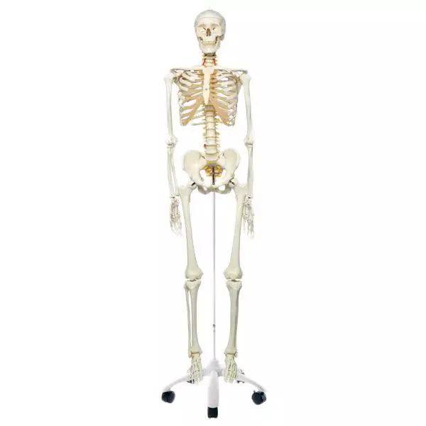 3B Scientific Skelett Fred