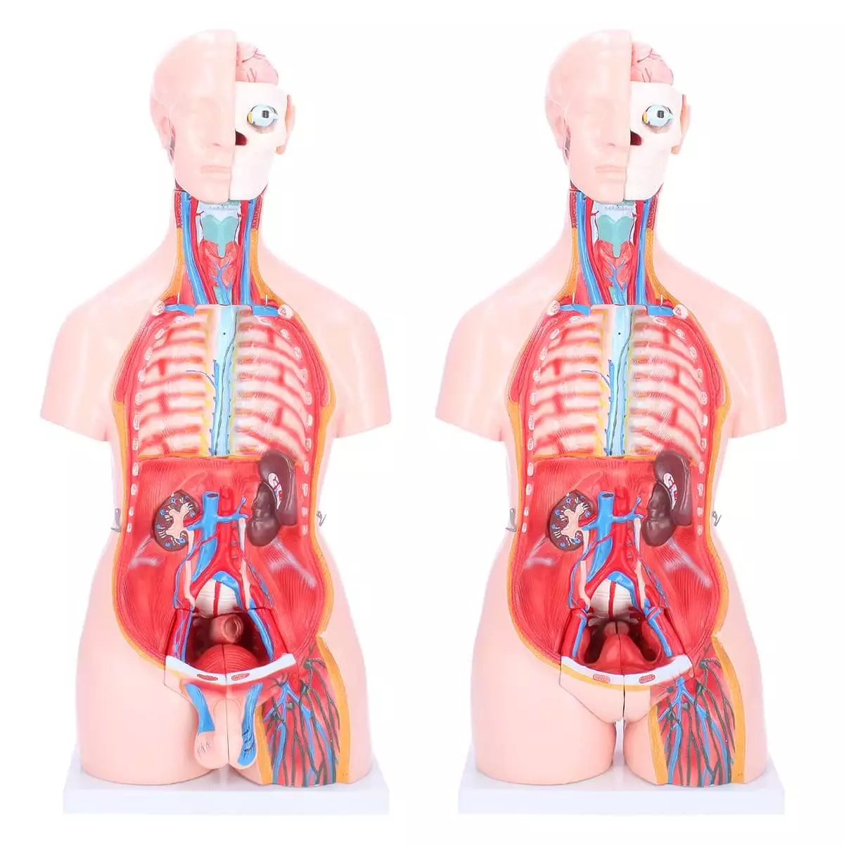 Dr. No Zweigeschlechtlicher Modell-Torso
