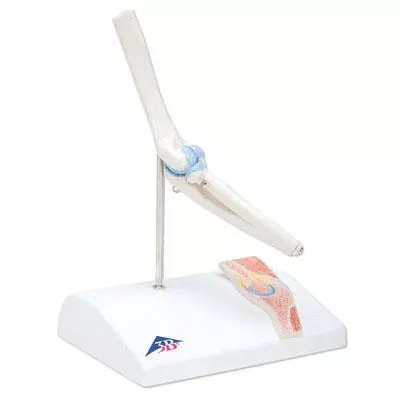 3B Scientific Mini-Modell Ellenbogengelenk