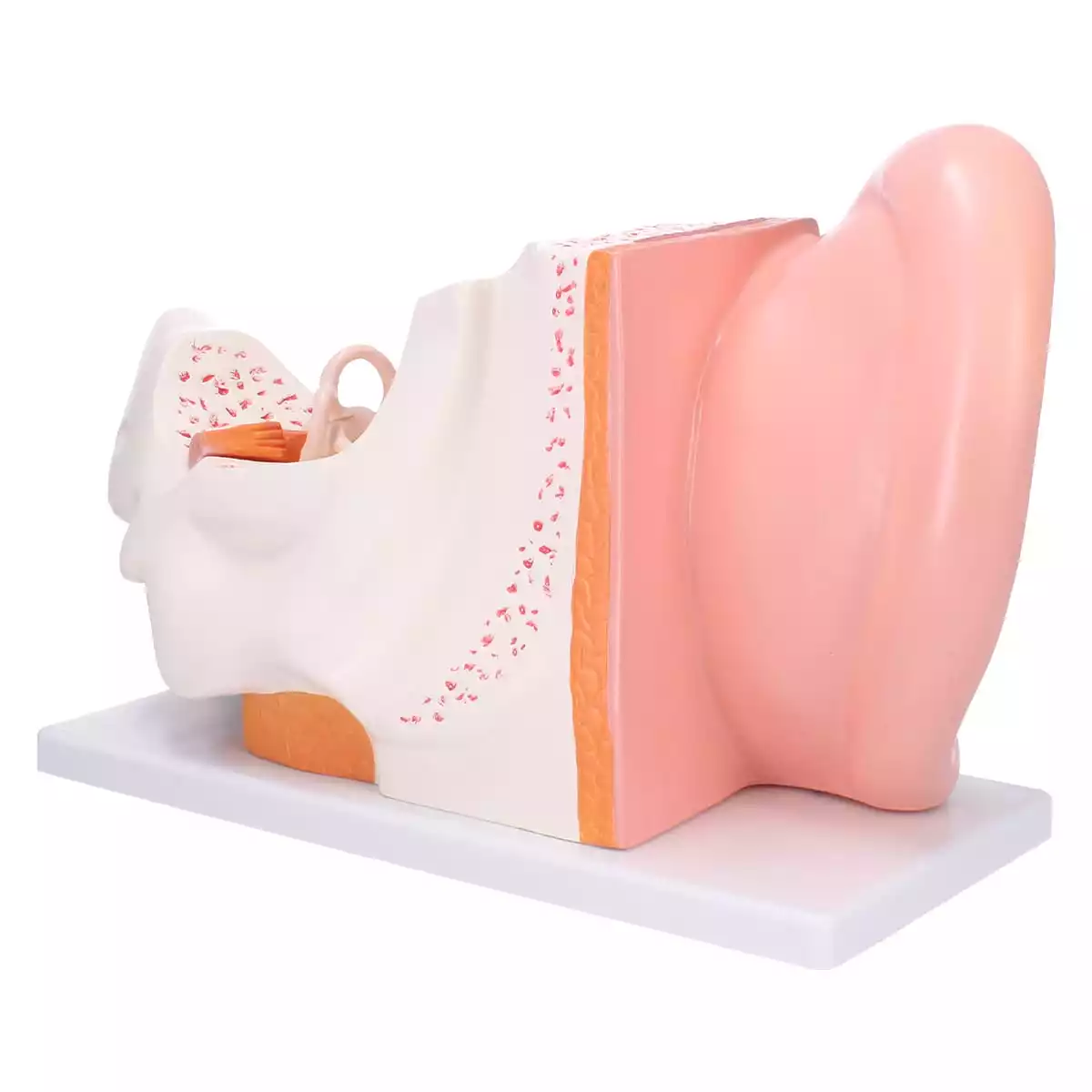 Dr. No Anatomisches Ohr-Modell