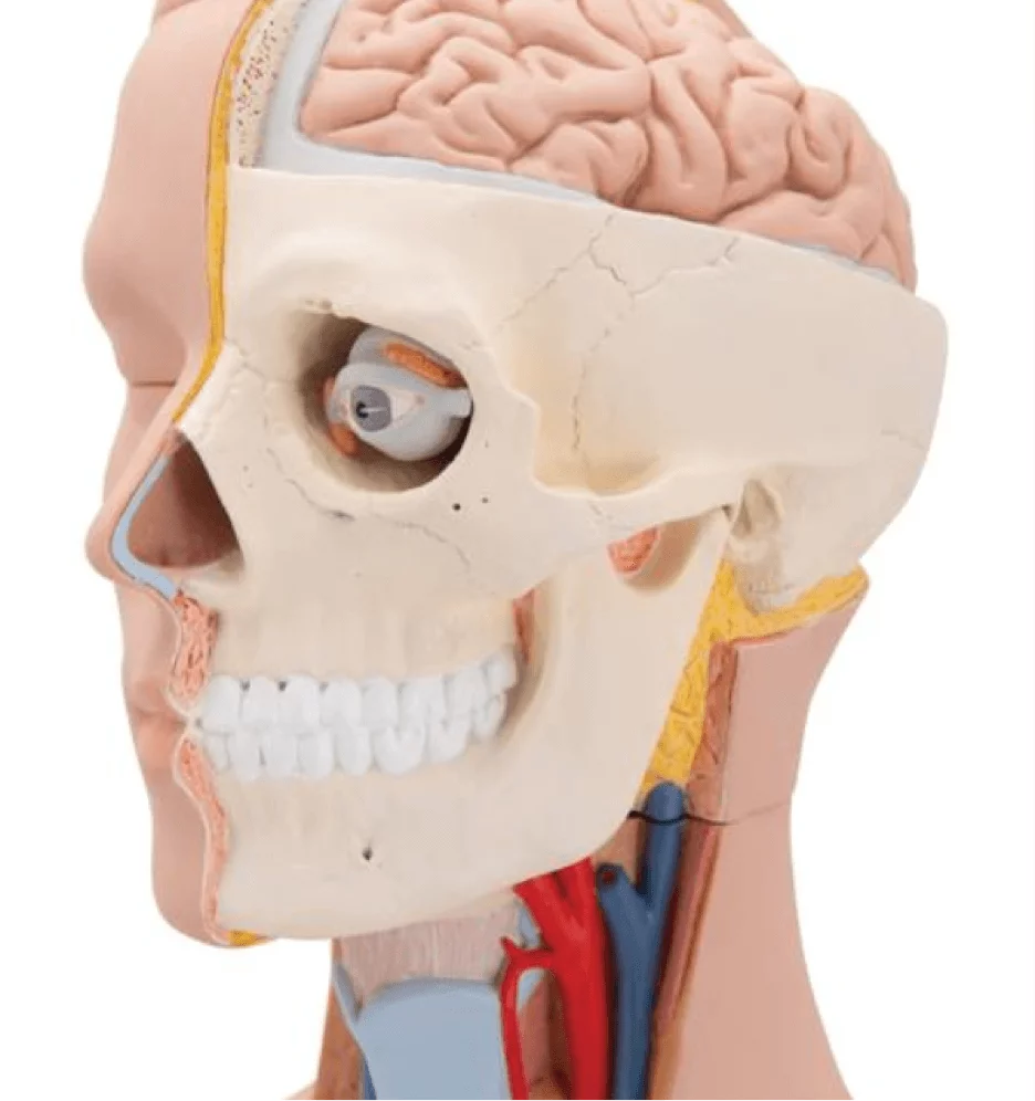 3B Scientific Modell Standard-Torso
