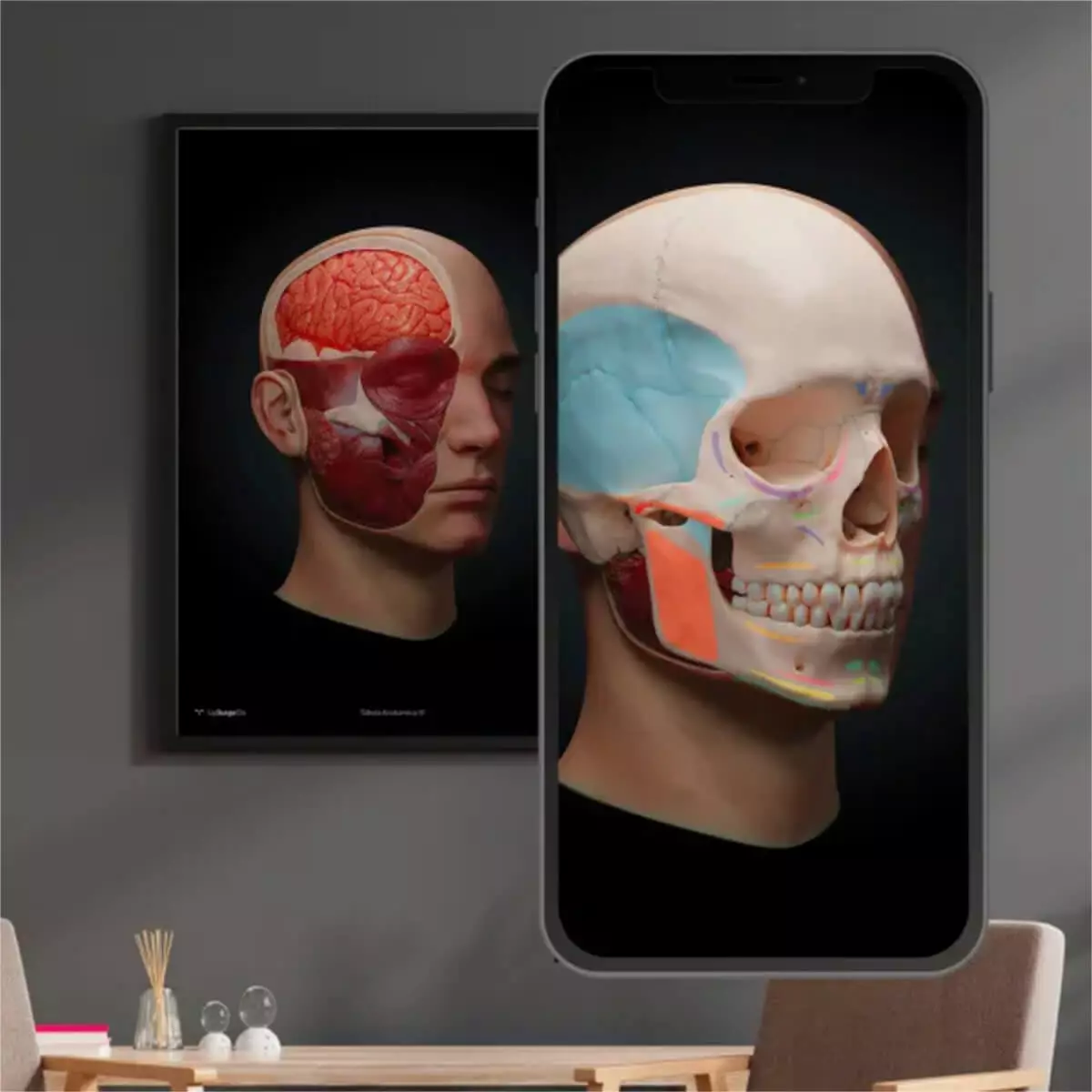 UpSurgeOn AnatomyARt Tabula Anatomica III