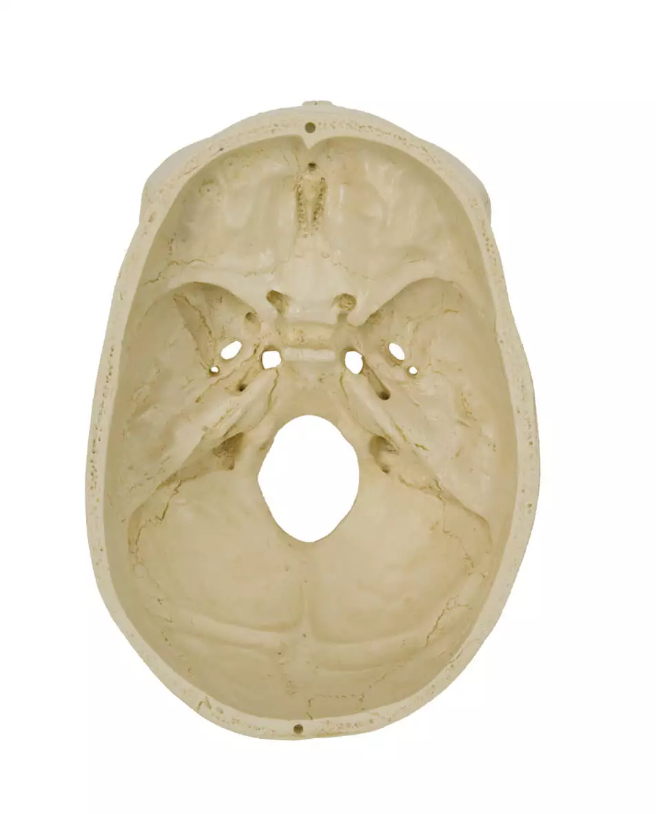 Rüdiger Anatomie Homo-Schädel Modell