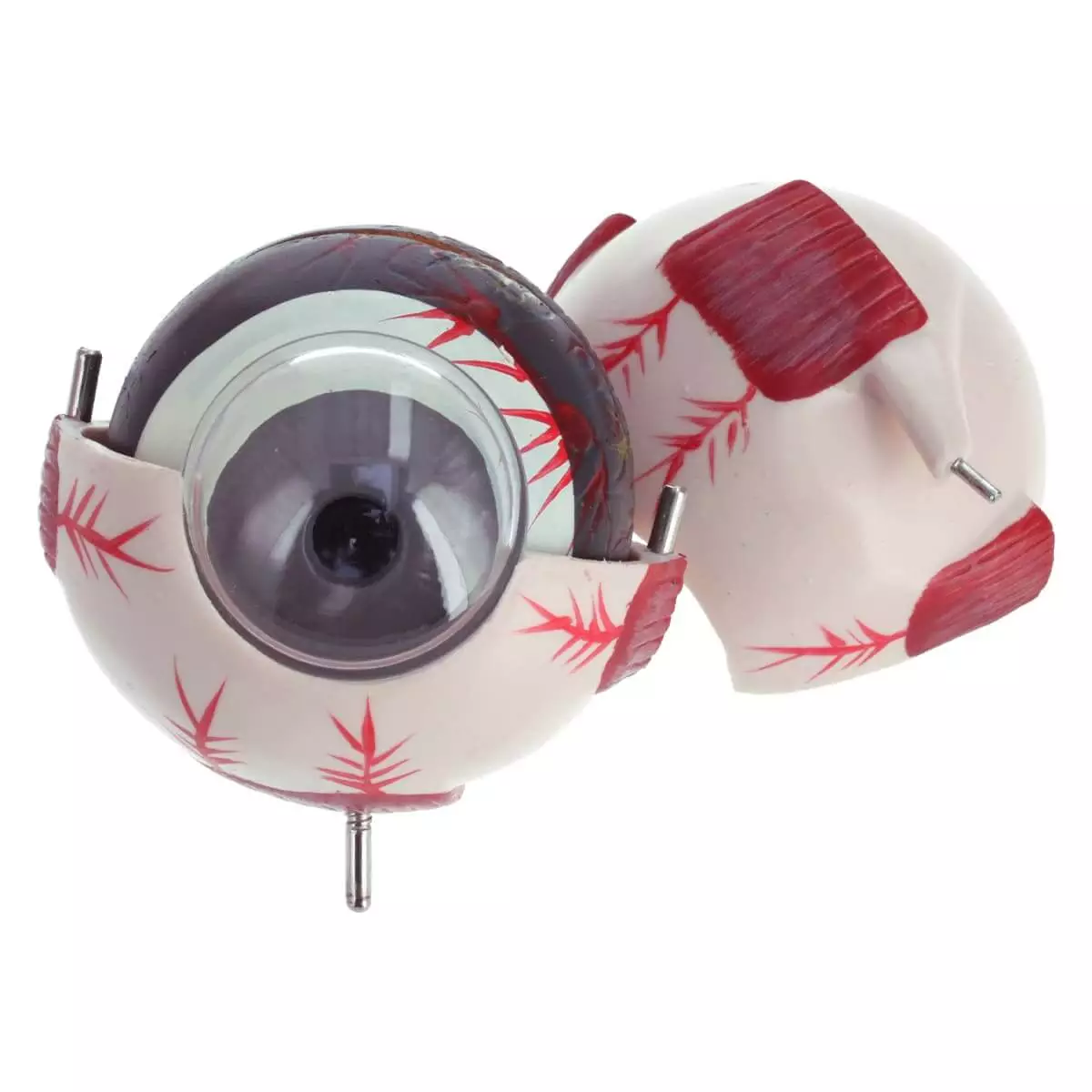 Dr. No Anatomisches Modellauge