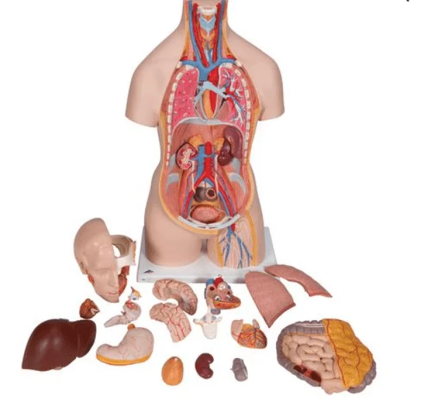 3B Scientific Modell Klassik-Torso mit geöffnetem Rücken