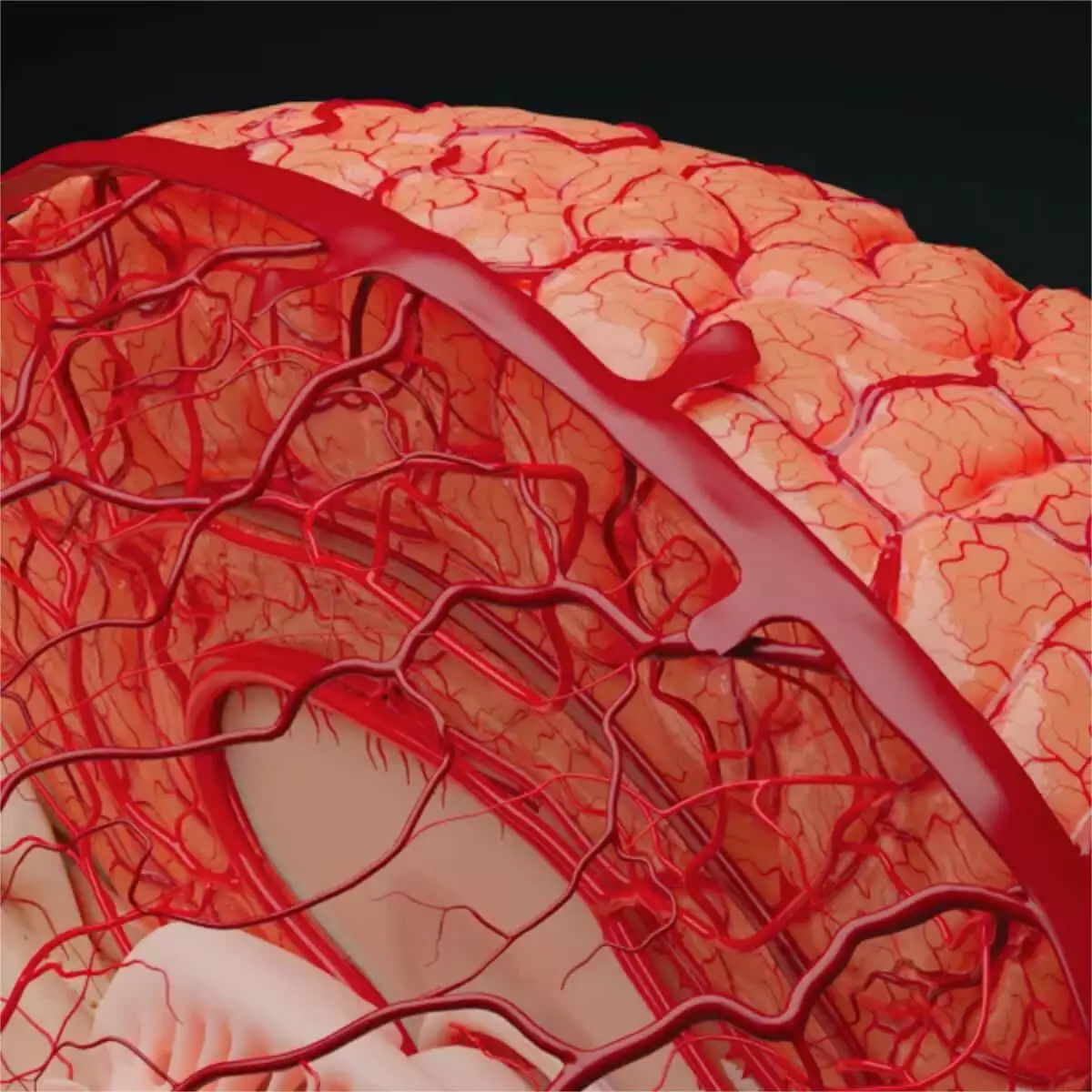 UpSurgeOn AnatomyARt Tabula Anatomica IV