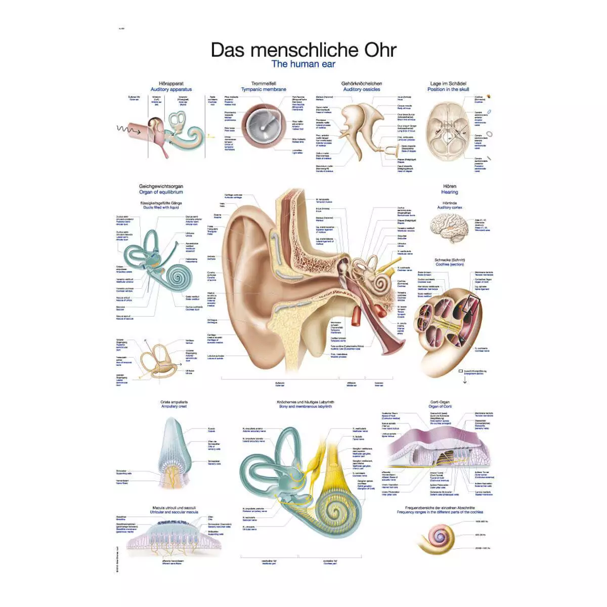 Erler-Zimmer Lehrtafel – Das menschliche Ohr