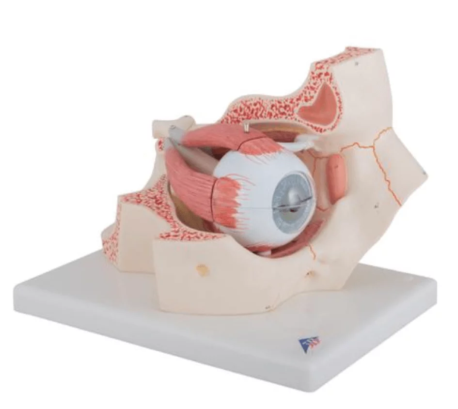 3B Scientific Modell Auge in Augenhöhle