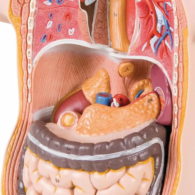 3B Scientific Modell Mini-Torso