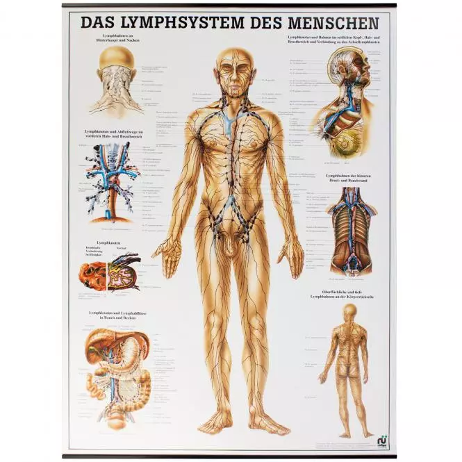 Rüdiger Anatomie Lehrtafel – Das Lymphsystem des Menschen