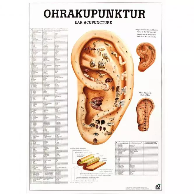 Rüdiger Anatomie Lehrtafel – Ohrakupunktur