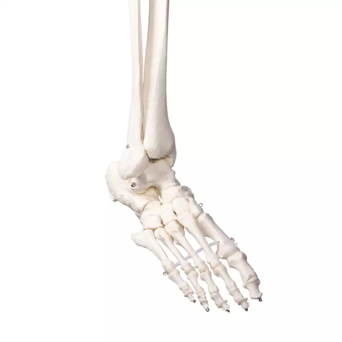 Erler-Zimmer Schulskelett „Oscar“
