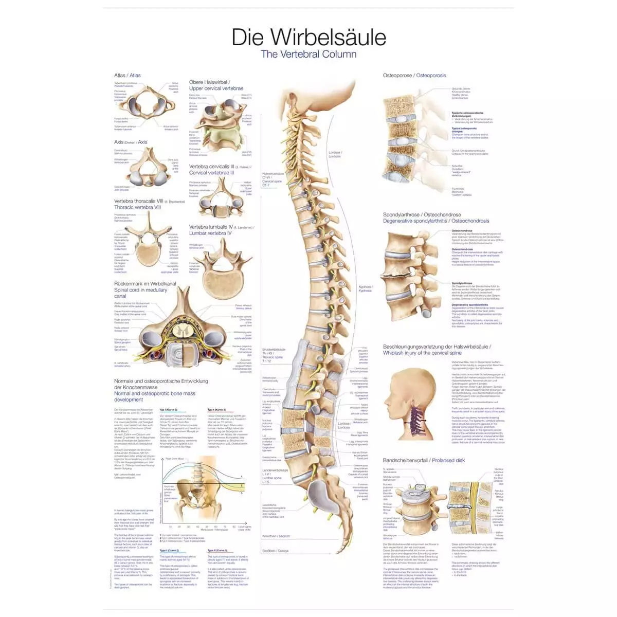 Erler-Zimmer Lehrtafel – Die Wirbelsäule