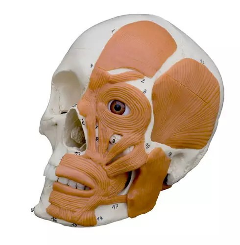 Rüdiger Anatomie Anatomie-Schädel mit Gesichtsmuskulatur