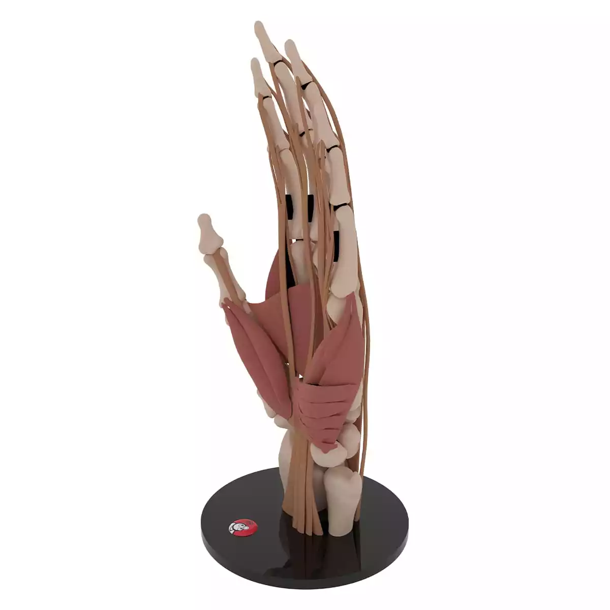 DocCheck Tools Anatomisches Hand-Modell "Manus"
