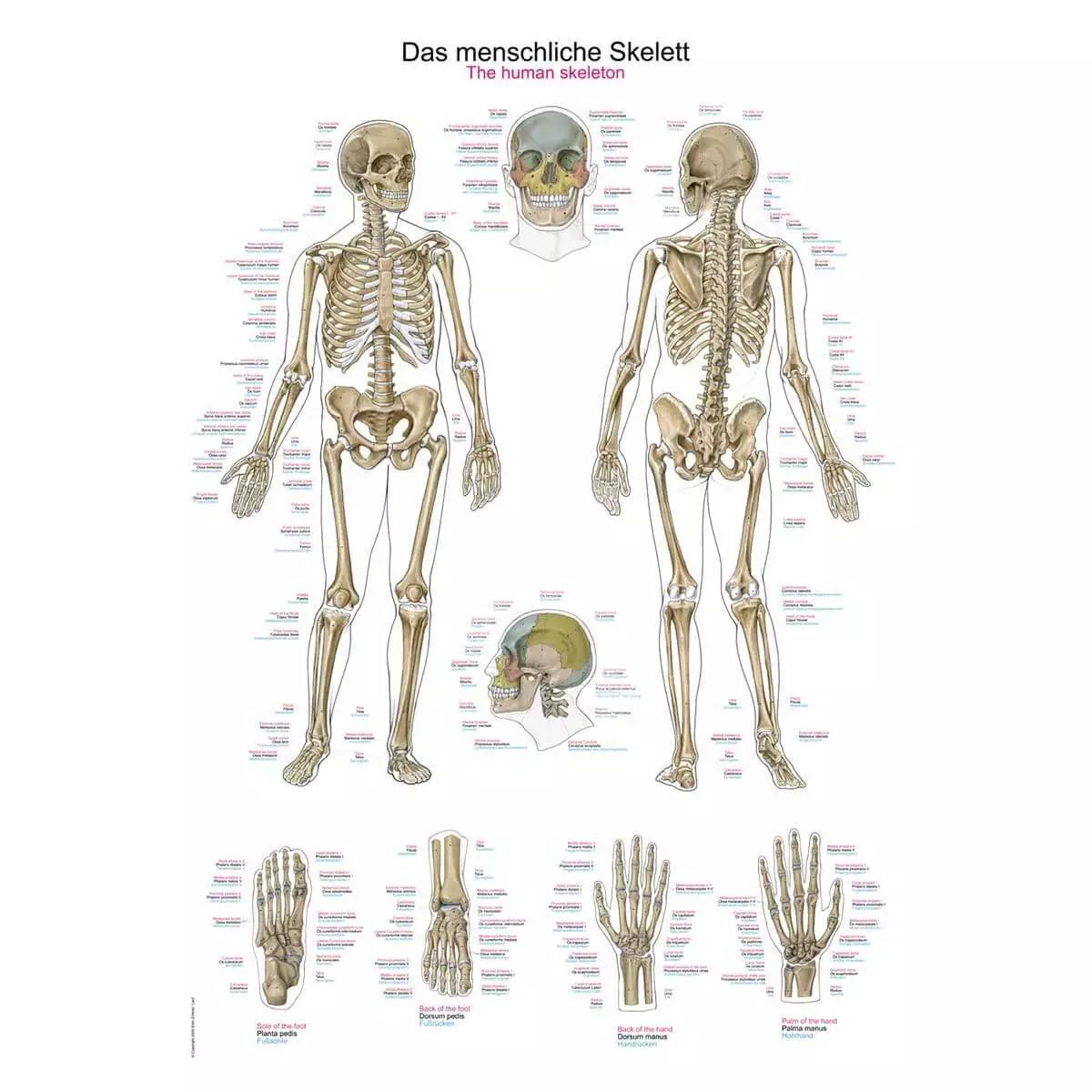 Erler-Zimmer Lehrtafel – Das menschliche Skelett
