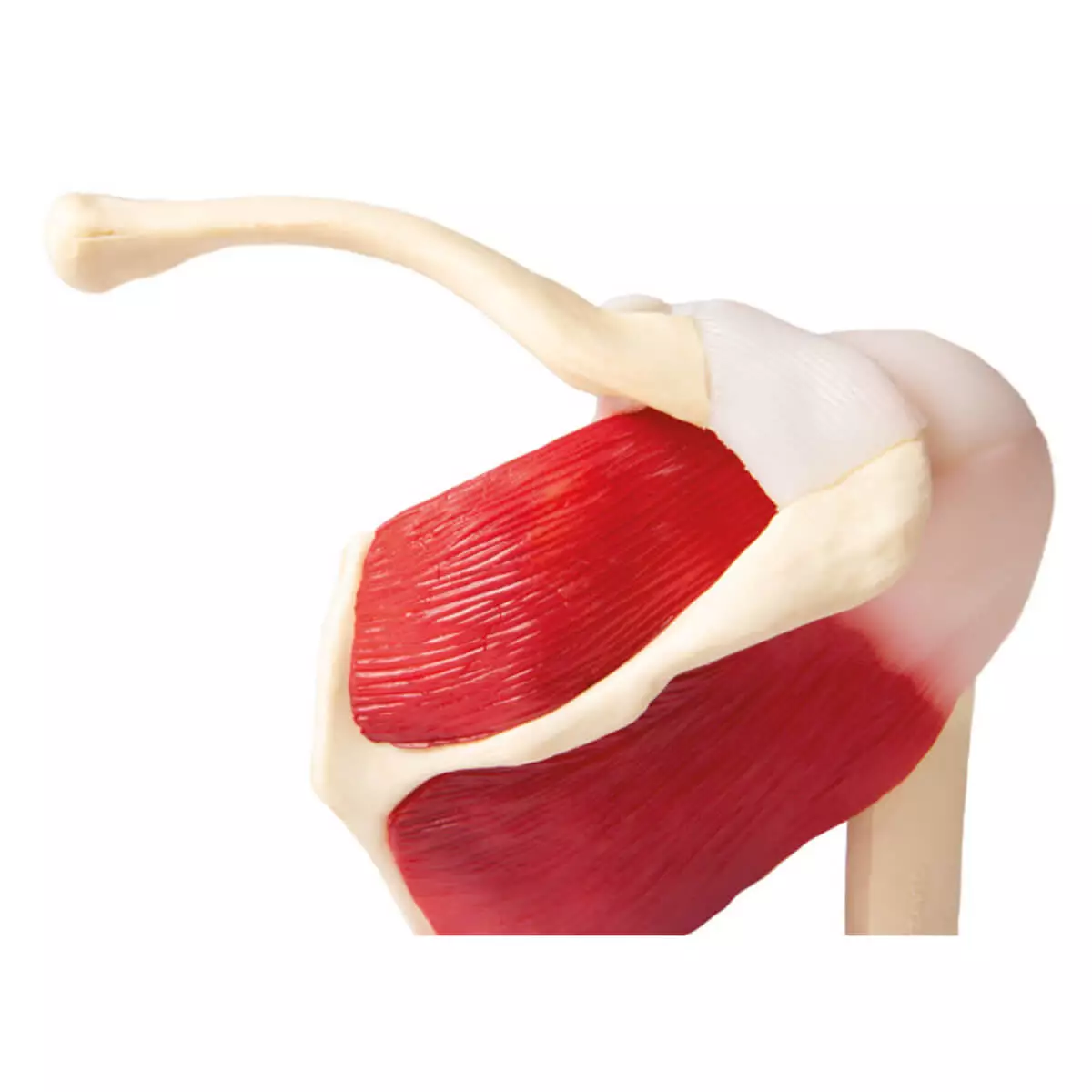 Erler-Zimmer Modell Schultergelenk mit Muskulatur für EZ Augmented Anatomy Lern App