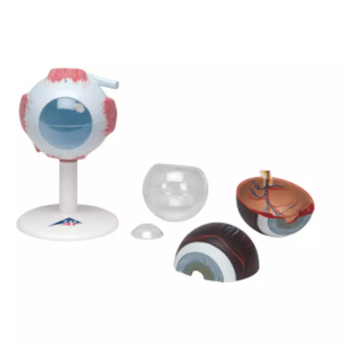 3B Scientific Modell Auge