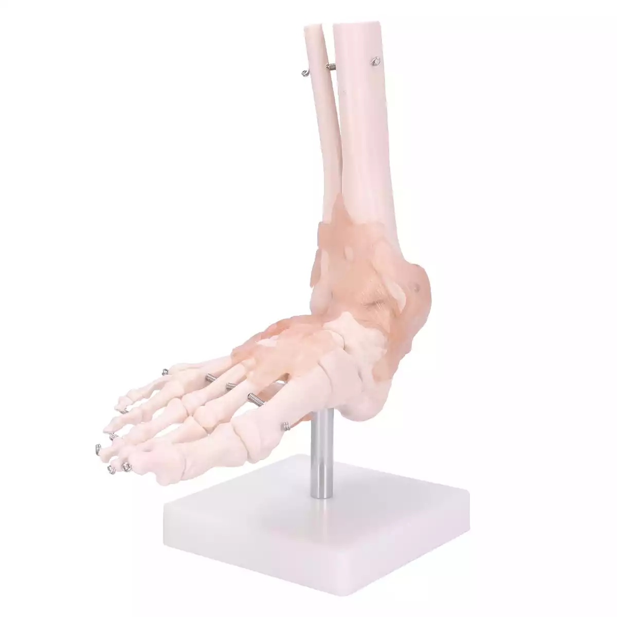 Dr. No Modell Anatomisches Fuß-Skelett