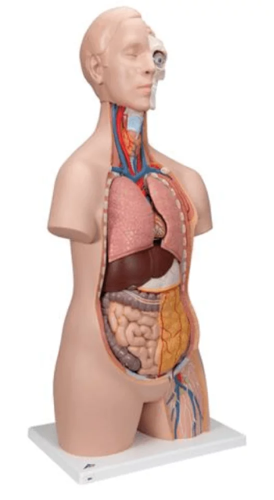 3B Scientific Modell Standard-Torso
