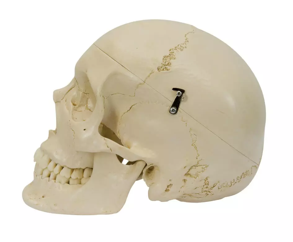 Rüdiger Anatomie Homo-Schädel Modell