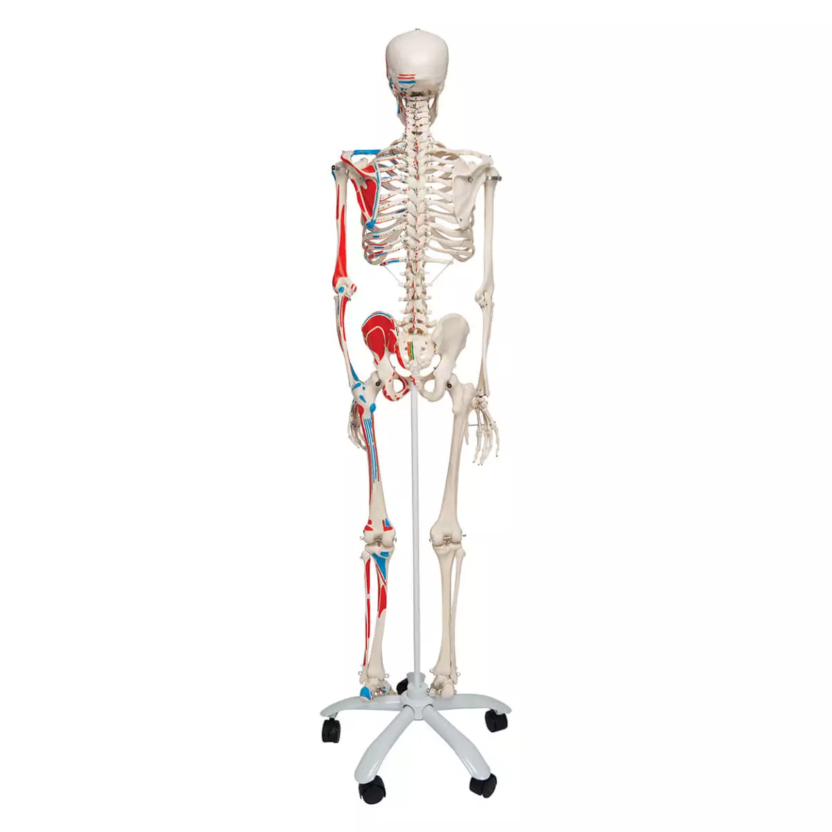 3B Scientific Muskel-Skelett Max