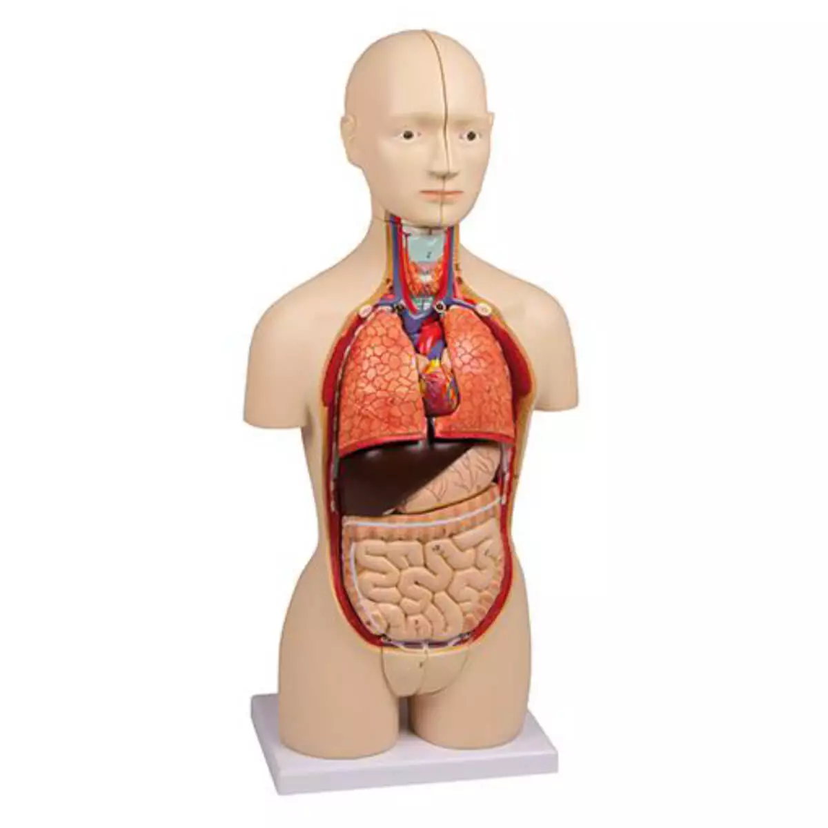 Erler-Zimmer Modell Miniaturtorso