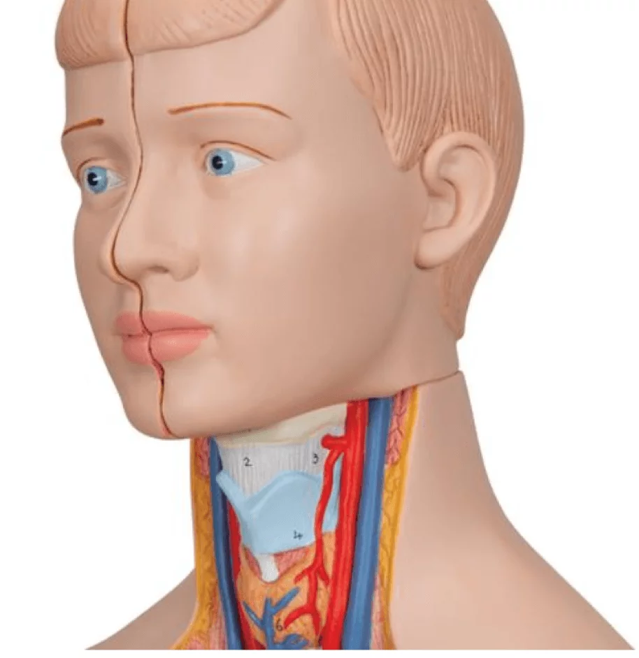 3B Scientific Modell Mini-Torso