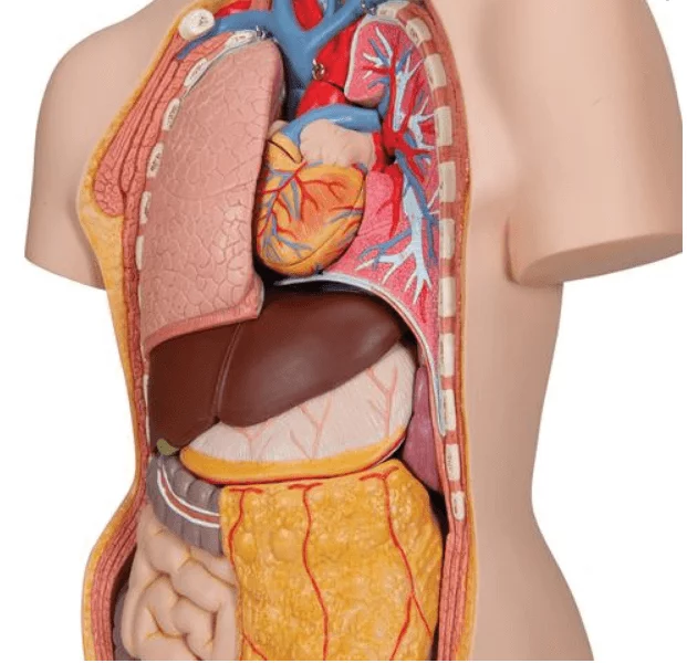 3B Scientific Modell Klassik-Torso mit geöffnetem Rücken