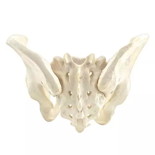HeineScientific Modell Anatomisches Becken