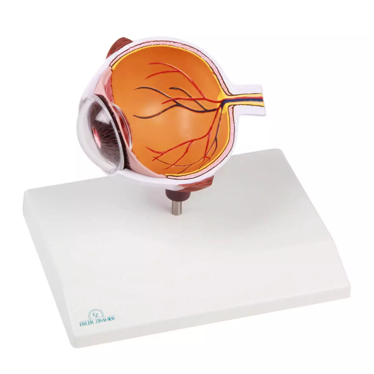 Erler-Zimmer Augenhälfte vergrößert - EZ Augmented Anatomy