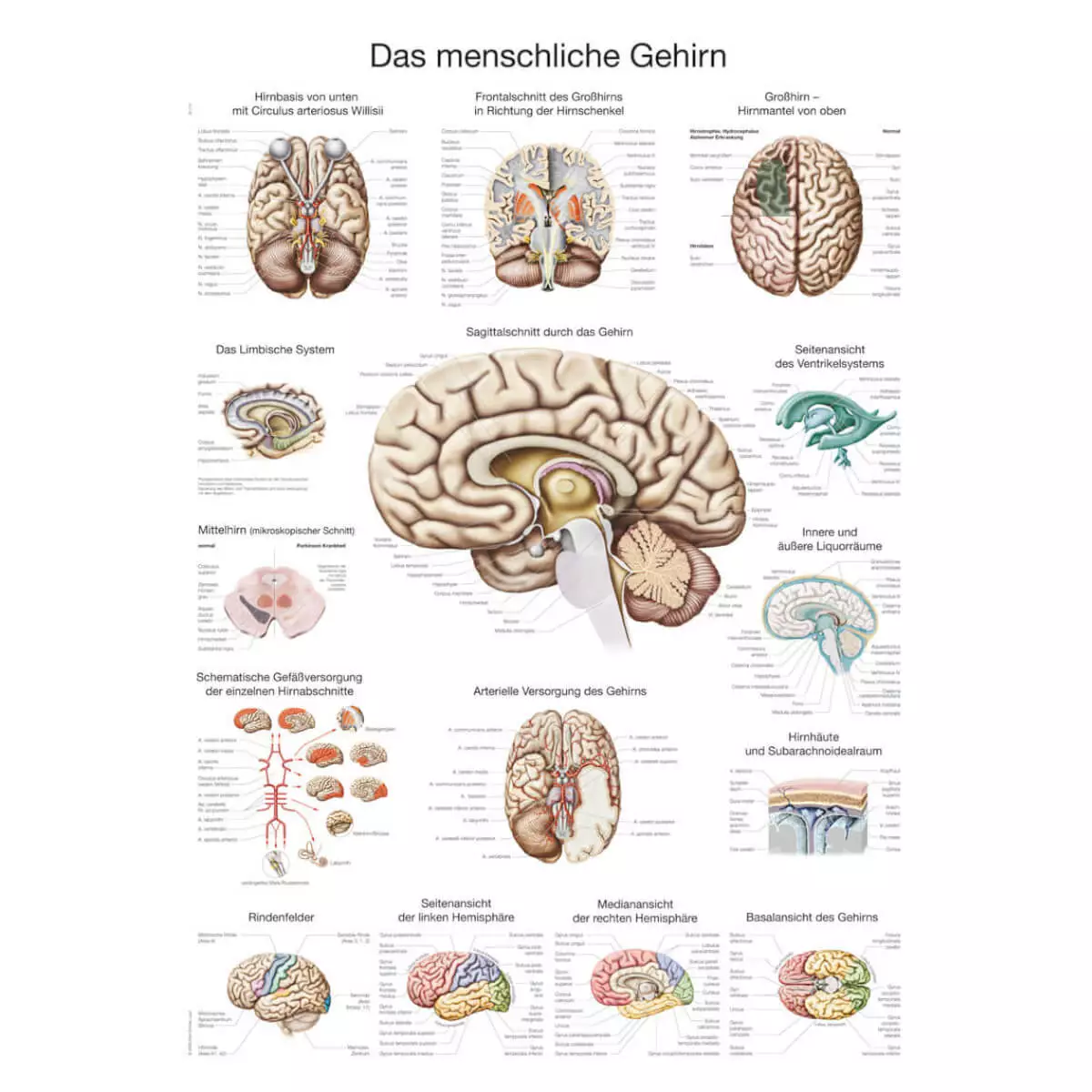 Erler-Zimmer Lehrtafel – Das menschliche Gehirn