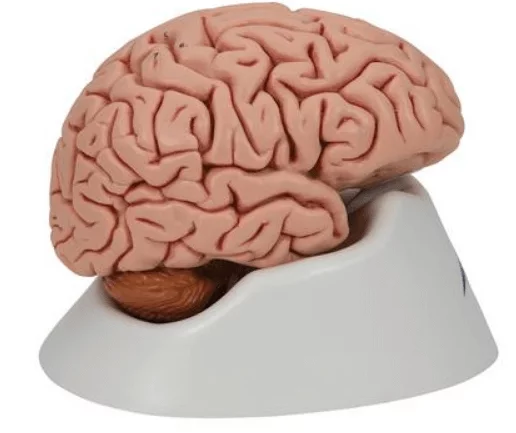 3B Scientific Modell Klassik-Gehirn