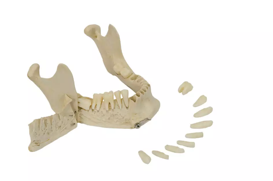 Rüdiger Anatomie Homo-Schädel Modell