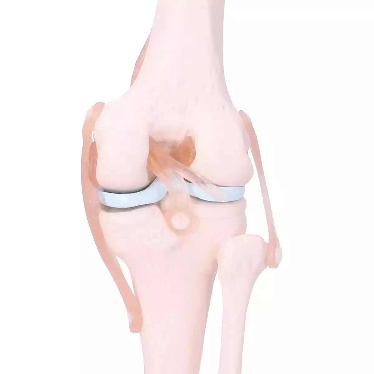 Dr. No Anatomisches Kniegelenk-Modell