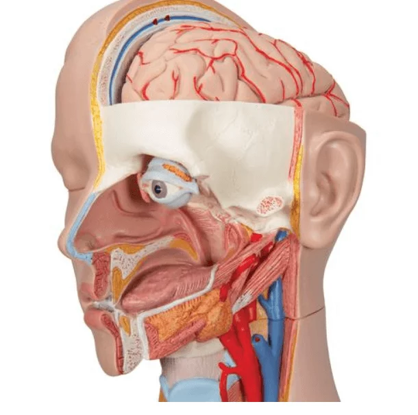 3B Scientific Modell Klassik-Torso mit geöffnetem Rücken