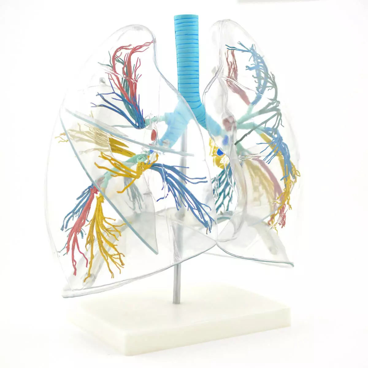 HeineScientific Transparentes Lungenmodell mit Bronchialbaum