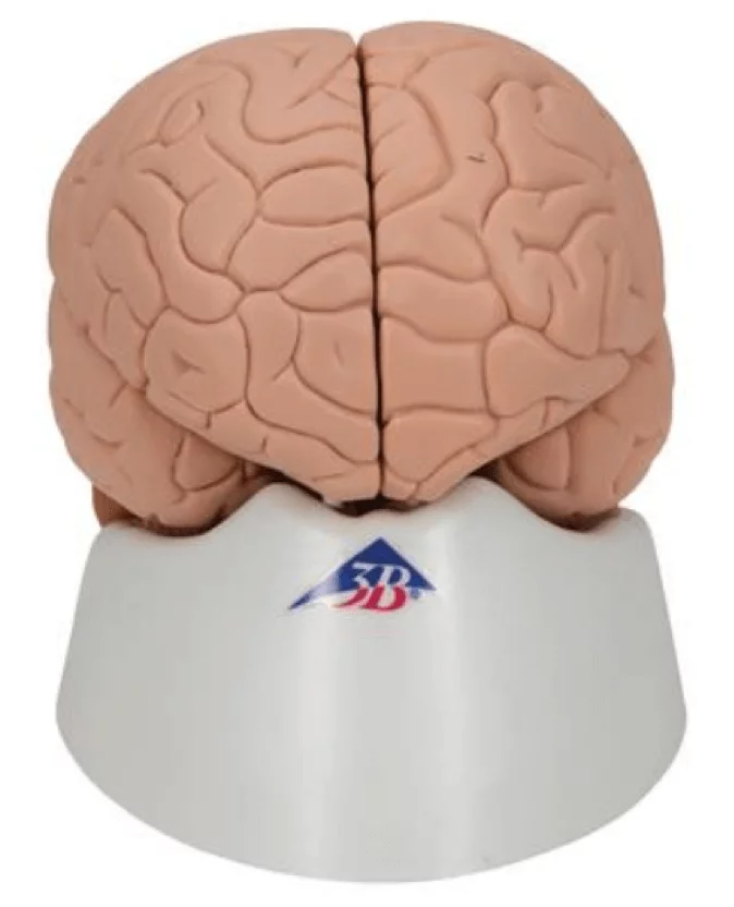 3B Scientific Modell Gehirn