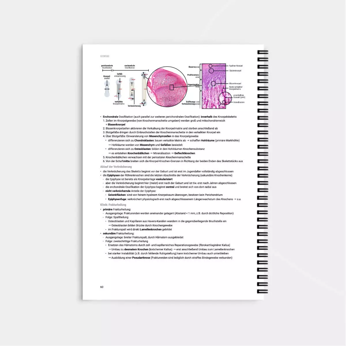 CORETEXT. Histologie Lernskript