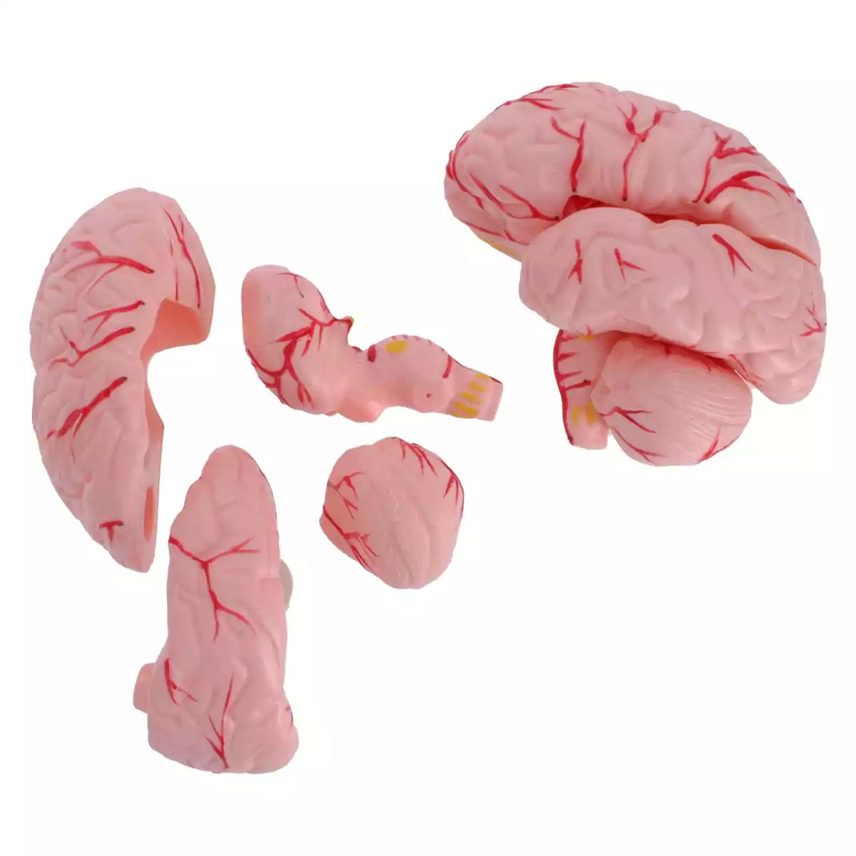 Dr. No Anatomisches Kopfmodell mit Gehirn